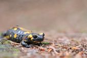 Salamandra