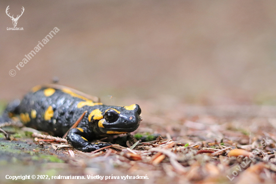 Salamandra