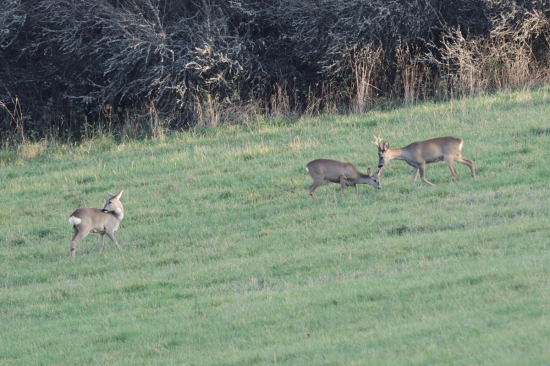 Stretko pri západe...