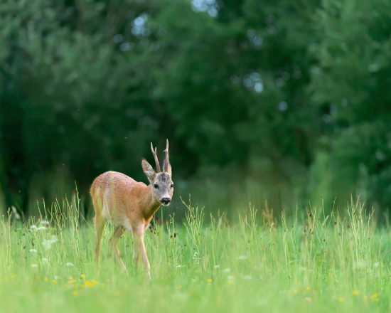 Podvečerné čakanie na srnca vo Volovských vrchoch.
