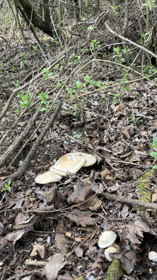 Chutné voňavé májovky