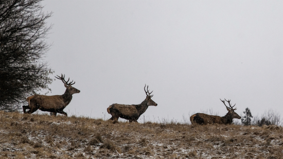 Este stale nezhodili