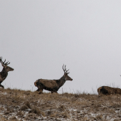 Este stale nezhodili