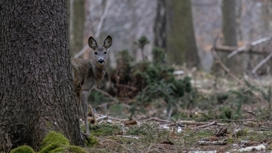 Hra na schovávačku