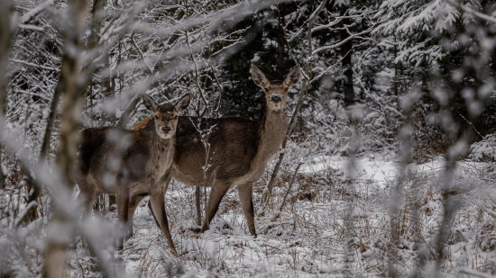 Tatranska ranna pasa