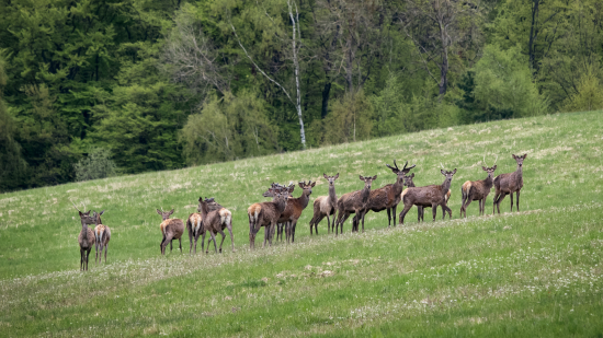 Ranna zostava s trenerom