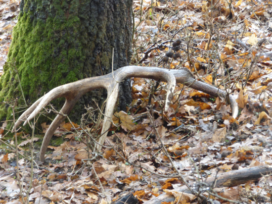 prvý je najkrajší