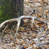 prvý je najkrajší