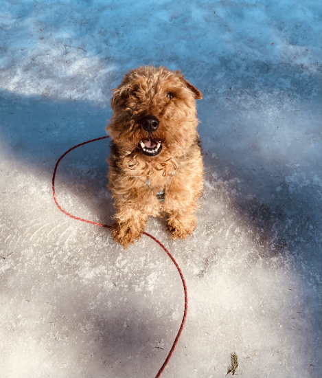 Welshterrier