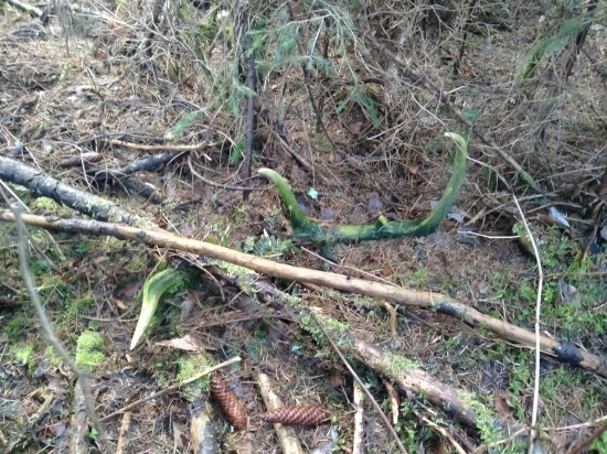 Keď les prvýkrát dopraje :)