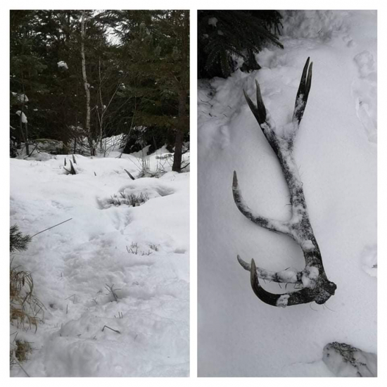 Poctivo odležané zlato