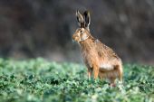 Zajac polny-Lepus europaeus