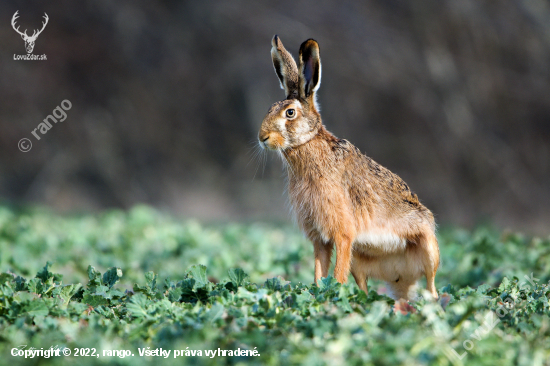 Zajac polny-Lepus europaeus