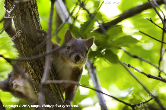 Veverica obyčajná-Sciurus vulgaris