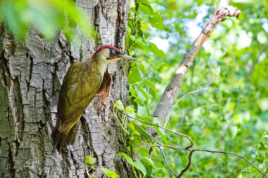 Žlna zelená-Picus viridis