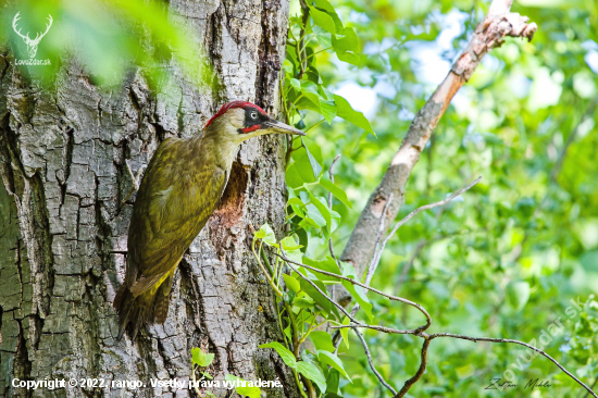 Žlna zelená-Picus viridis