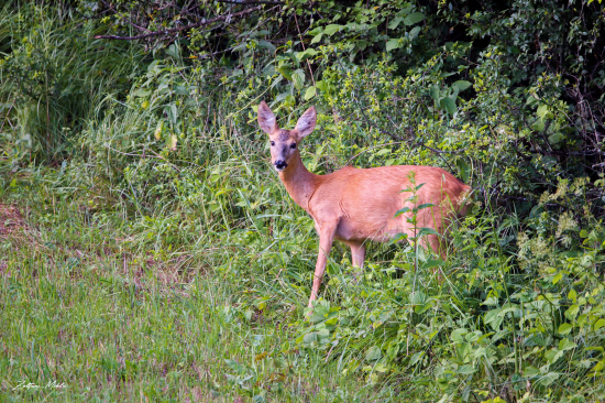 Srna lesna-Capreolus capreolus