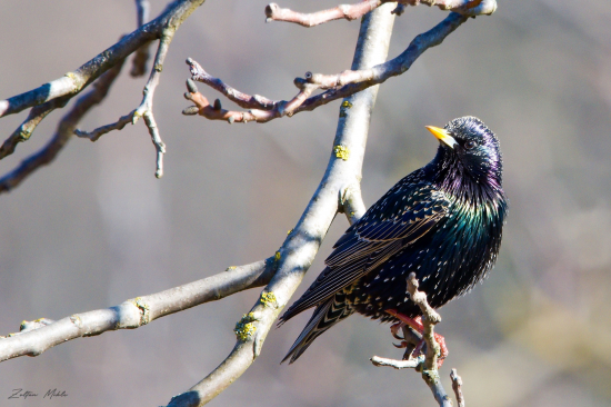 Škorec obyčajný-Sturnus vulgaris