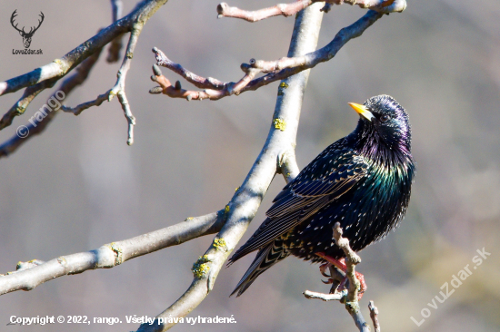 Škorec obyčajný-Sturnus vulgaris