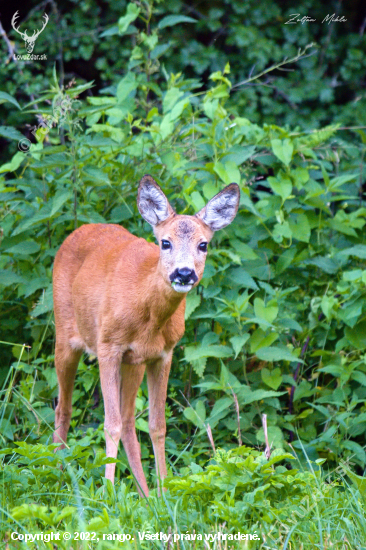 Srna lesná-Capreolus capreolus