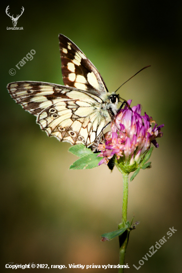 Očkáň timotejkový-Melanargia galathea