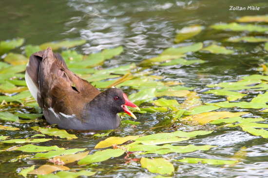 Sliepočka vodná-Gallinula chloropus