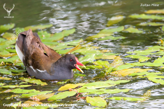 Sliepočka vodná-Gallinula chloropus