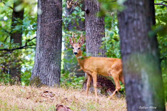 Srna lesna-Capreolus capreolus