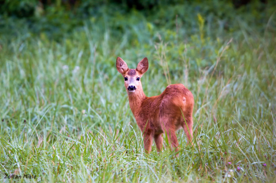 Srna lesna-Capreolus capreolus