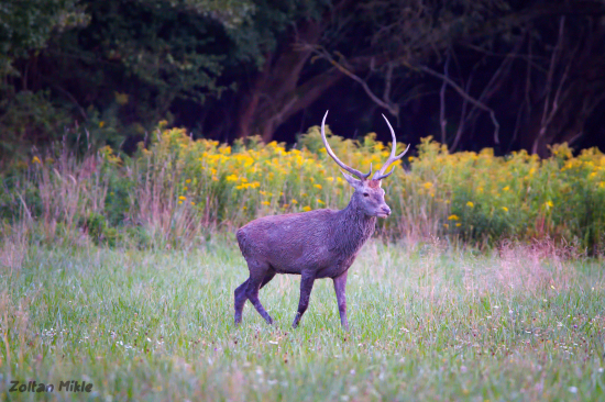 Jeleň lesný-Cervus elaphus