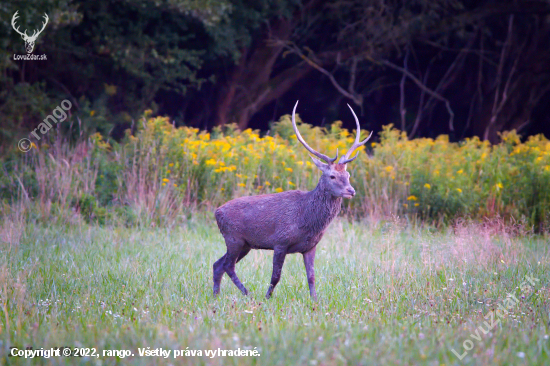 Jeleň lesný-Cervus elaphus