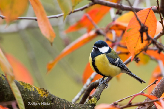 Sýkorka veľká-Parus major