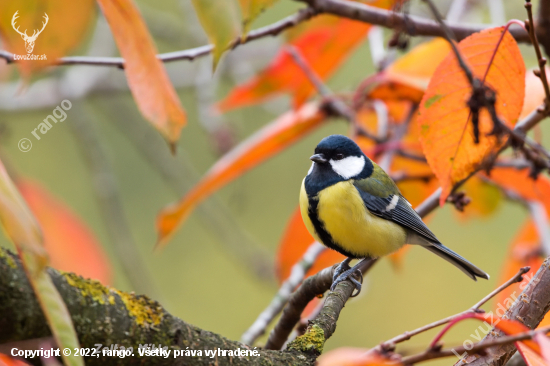 Sýkorka veľká-Parus major