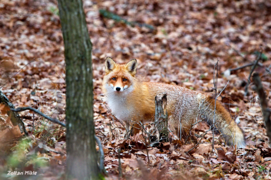 Líška hrdzavá-Vulpes vulpes