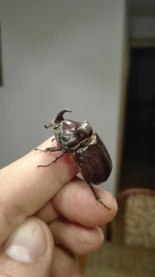 Nosorožtek obyčajný