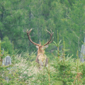 Paroháč