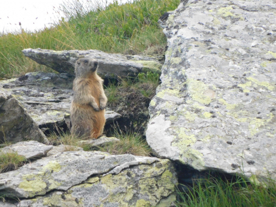 Nízkotatranský svišť
