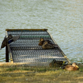 Stretávka