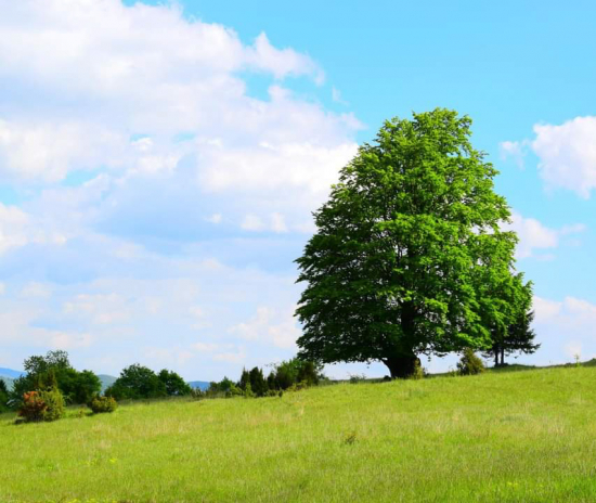 Veľký strom