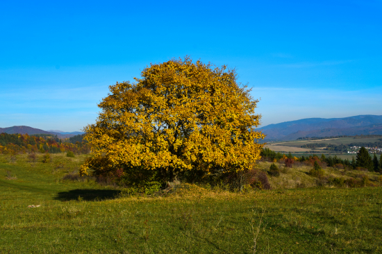 Jesenný osamotený strom