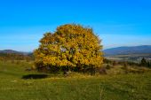 Jesenný osamotený strom