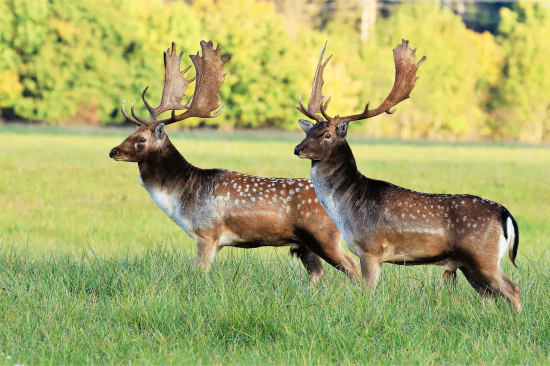 nad niečim rozmýšľajú