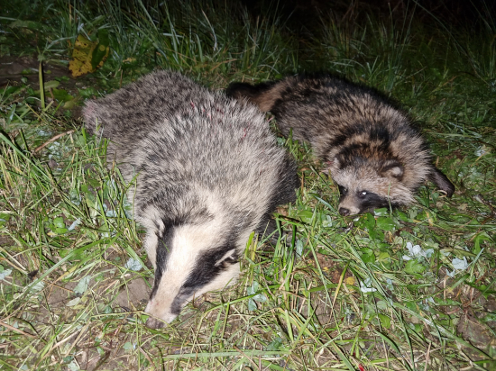 Poštípané sršňom...