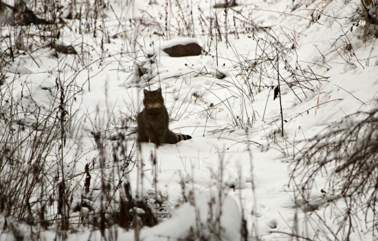 Mica-cica na schladenie
