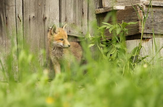 Model, či modelka :)