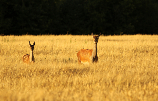 Žeby na mňa žmurkala...?