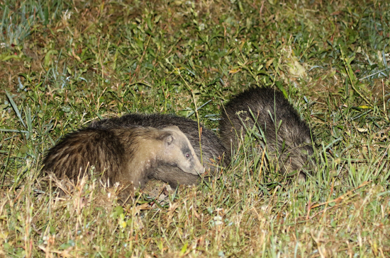 Keď treba cúvať, lebo sa nedá zaostriť...