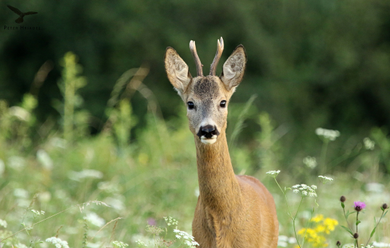 Keď sa počas ruje nevtrepe do záberu...