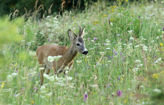 Muchy v ruji na prechádzke...