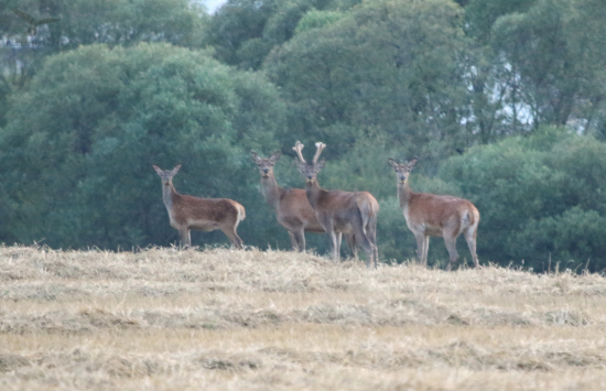 Zašera, ďaleko, z voľnej ruky, ale jeleň parádny...